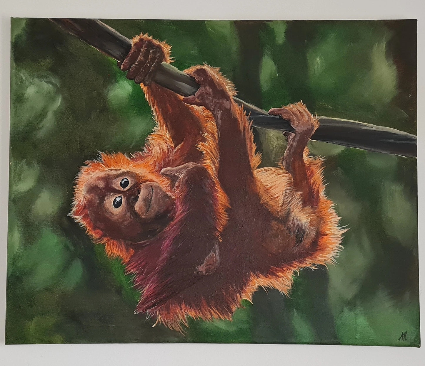 Baby Orangutan, Hang In there | Limited Edition Prints